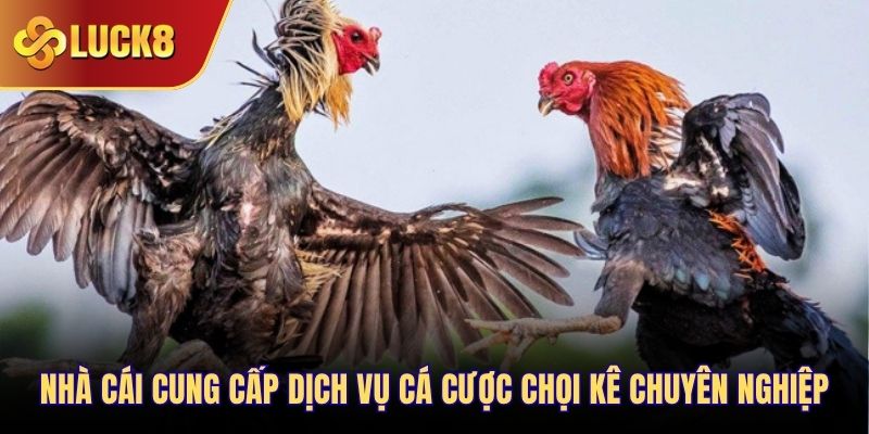 Nhà cái cung cấp dịch vụ cá cược chọi kê chuyên nghiệp